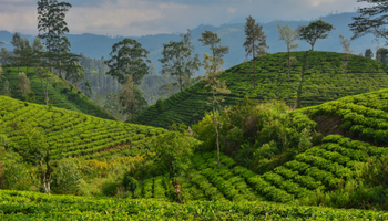 Shri Lanka