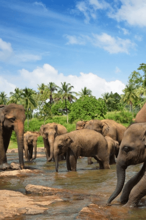 Sri Lanka
