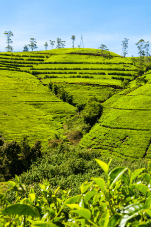 Sri Lanka